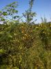 Olympic Discovery Trail - Pretty weed